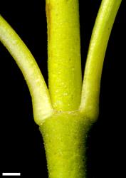 Veronica hulkeana subsp. evestita. Stem. Scale = 1 mm.
 Image: P.J. Garnock-Jones © P.J. Garnock-Jones CC-BY-NC 3.0 NZ
